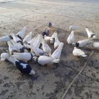 فروش تعداد کبوتر طوقی