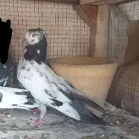 کفتر نر پرشی کله دم سبز کاکلی ساعتی