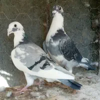 دو تا نر ابلغ سبز پلاکی دسته اولی