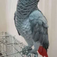 کاسکو دم قرمز سخنگو|پرنده|شیراز, شهرک آرین|دیوار