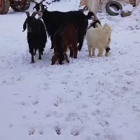 بز و بزغاله|حیوانات مزرعه|بیرانوند, |دیوار