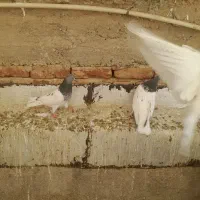 فروش کبوتر نروماده|پرنده|آذرشهر, |دیوار