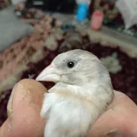 پرنده