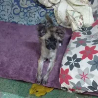 سگ پامر اشپیتز|سگ|قدس, شهر‌قدس|دیوار