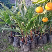 پالم نایلکسی