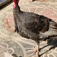 یک عدد بوقلمون نر محلی|حیوانات مزرعه|شیراز, کفترک|دیوار