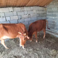 گاو وگوساله|حیوانات مزرعه|میناب, |دیوار