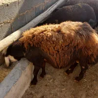 بره قوچ افشار سر سفید|حیوانات مزرعه|ساروق, |دیوار