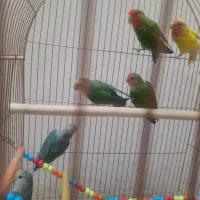 طوطی برزیلی