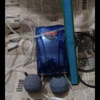 آکواریوم|ماهی|پاکدشت, پاکدشت (مامازند)|دیوار