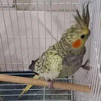 دوعدد عروس هلندی  مرواریدی  ماده|پرنده|اصفهان, کارلادان|دیوار