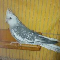 عروس هلندی وایت فیس
