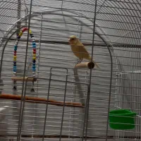 قناری ماده|پرنده|دوگنبدان, |دیوار