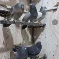 کبوتر ترکیه