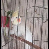 عروس هلندی گمشده هر کس پیدا کنه مژدگانی میدم