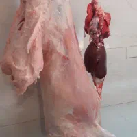 گوشت بره وچرخ کرده کله گوساله