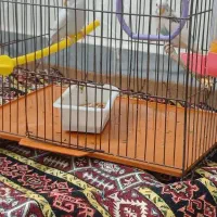 جفتمرغعشقسالمبدونمریضی|پرنده|اردبیل, |دیوار