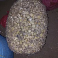 موسیر  بذری