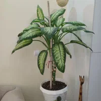 گل های کنارسالنی