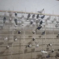 کبوتر طوقی|پرنده|اسفرورین, |دیوار