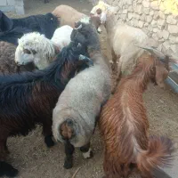 فروش بره و کهره|حیوانات مزرعه|ارم, |دیوار