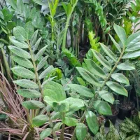 گل طبیعی آپارتمانی زاموفیلیا پرشاخه پاجوش دارفقط