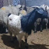 ۳عدد توشتیر تمام بتنی پروار|حیوانات مزرعه|ملکشاهی, |دیوار