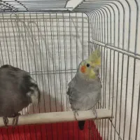 یه جفت عروس هلندی سرحال