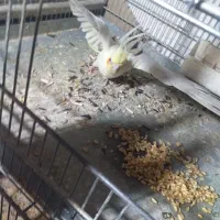 عروس هلندی