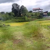 ۵ هکتار شالی|فروش دفتر صنعتی، کشاورزی، تجاری|اطاقور, |دیوار