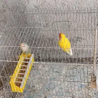 طوطی برزیلی مولد درجه یک کارداده|پرنده|یاسوج, |دیوار