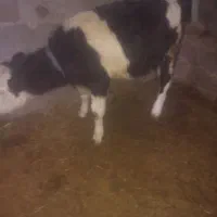 گاو پر شیر باگوساله سیمینتال نر بزرگ|حیوانات مزرعه|ماهنشان, |دیوار