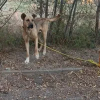 سگ سرابی نگهبان ۱۴ ماهه