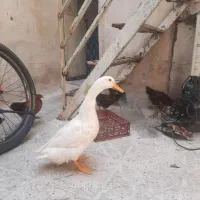 اردک نر