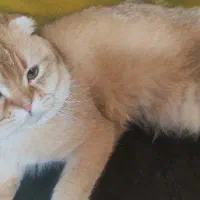 اسکاتیش گلد|گربه|اسلام‌شهر, شهرک توحید|دیوار