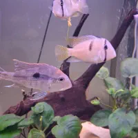 ماهی کوئین اکارا