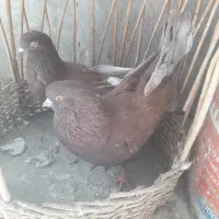 تعدادی کبوتر جفت به شرط پرش