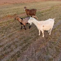 ۳عددبز (سانان) آبستن|حیوانات مزرعه|سبزوار, قصبه شرقی|دیوار