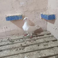 کبوتر دورگه|پرنده|مریوان, |دیوار