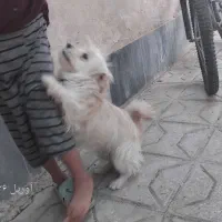 سگ پا کوتاه (قاین)