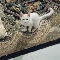 گربه ناز زیبا جهت واگذاری