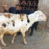 دوعدد‌قوچ‌ناب‌پلنگی‌وقره‌قزل‌وبزوبزغاله‌هلندی‌‌|حیوانات مزرعه|خزل, |دیوار