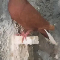 گلی وزرد دم سفید