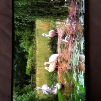 سامسونگ اس +۸  بالا وپااین ترک داره بدون هاله