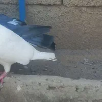 کبوتر|پرنده|مشگین شهر, |دیوار