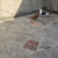 سرخ کرمانی نر|پرنده|مشهد, امیرآباد|دیوار