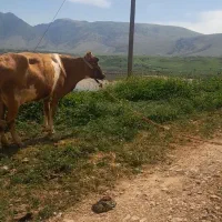 یک راس گاو جرسی دو رگ