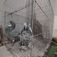 کبوتر پرشی ضمانتی|پرنده|بندرعباس, |دیوار