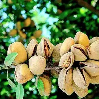 نهالستان گردو و بادام دیرگل و پربار پالیز|خدمات باغبانی و درختکاری|گوگان, |دیوار