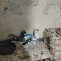 فروش کبوتر